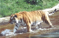 Tygr se cacht ve vod.